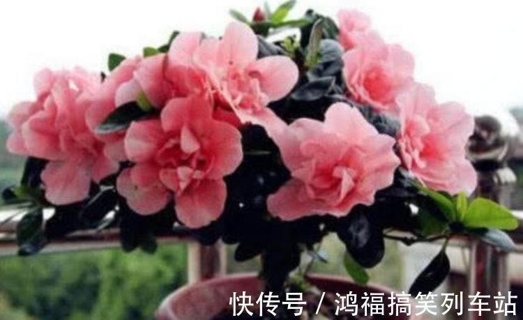 此款花卉便宜又好养，丢到阳台，四季有花开，冻不死晒不死