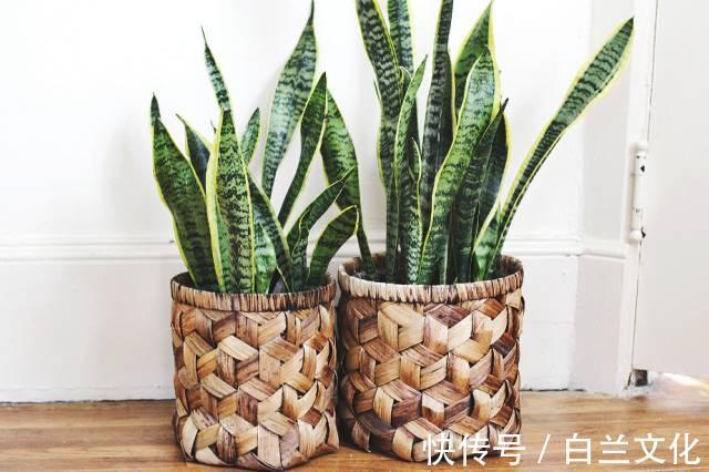 养花知识叫兰不是兰,花却美成仙,看看你家有几盆