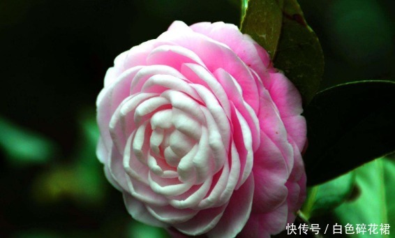 迷人|这5看花最好养,花开繁盛又迷人,花香清新怡人,养在家美爆夏天