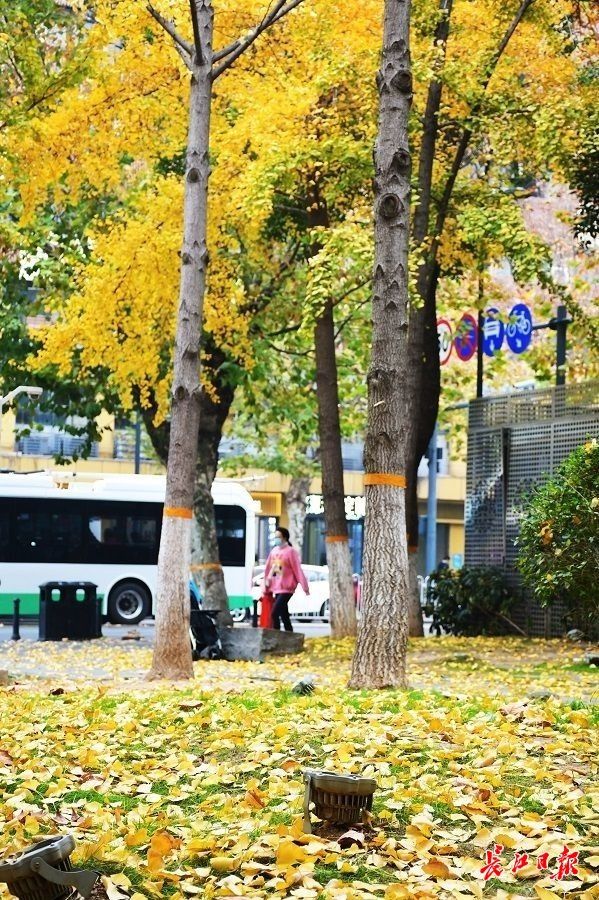 街心花园|景中有画，画中有景，路过武汉这处街心花园你能忍住不多看几眼？