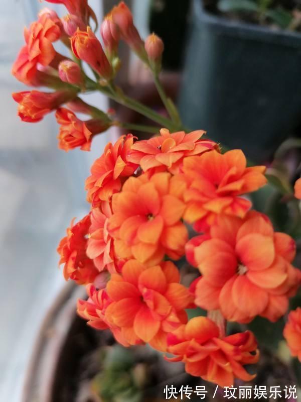 三角梅|5种花越养越上瘾,只要养好一盆,就会特别喜欢