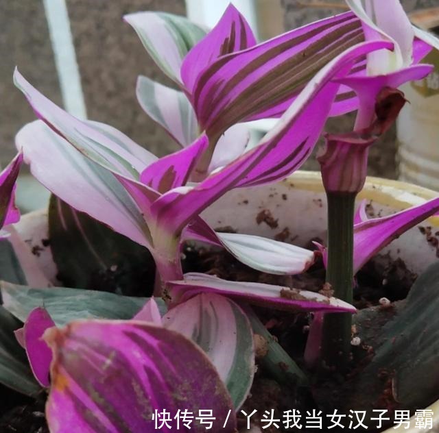 又一网红植物翻车,价格从一盆30到9.9,目测还能再低点!