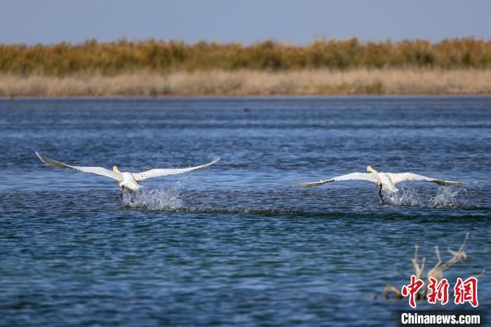 博湖县|新疆博斯腾湖湿地天鹅起舞（组图）