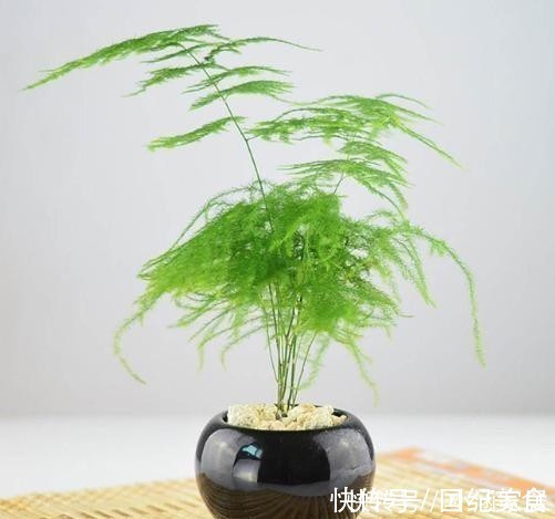 阳台上|冬天关窗空气密闭，养这5种花，室内不通风也能长得很好