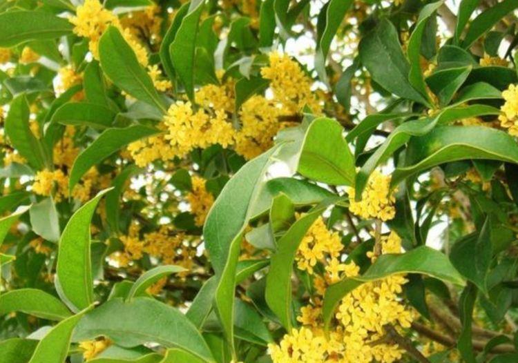 几款花养在家，花期长易打理，随便一养就爆盆，颜值超高的