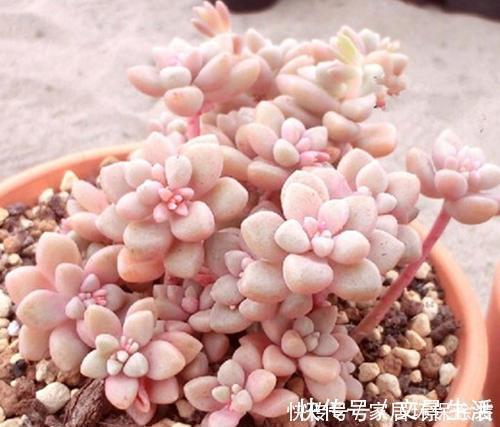 隔壁大妈养了2年的姬秋丽,颜色粉嫩爆满盆,内附详细养护技巧