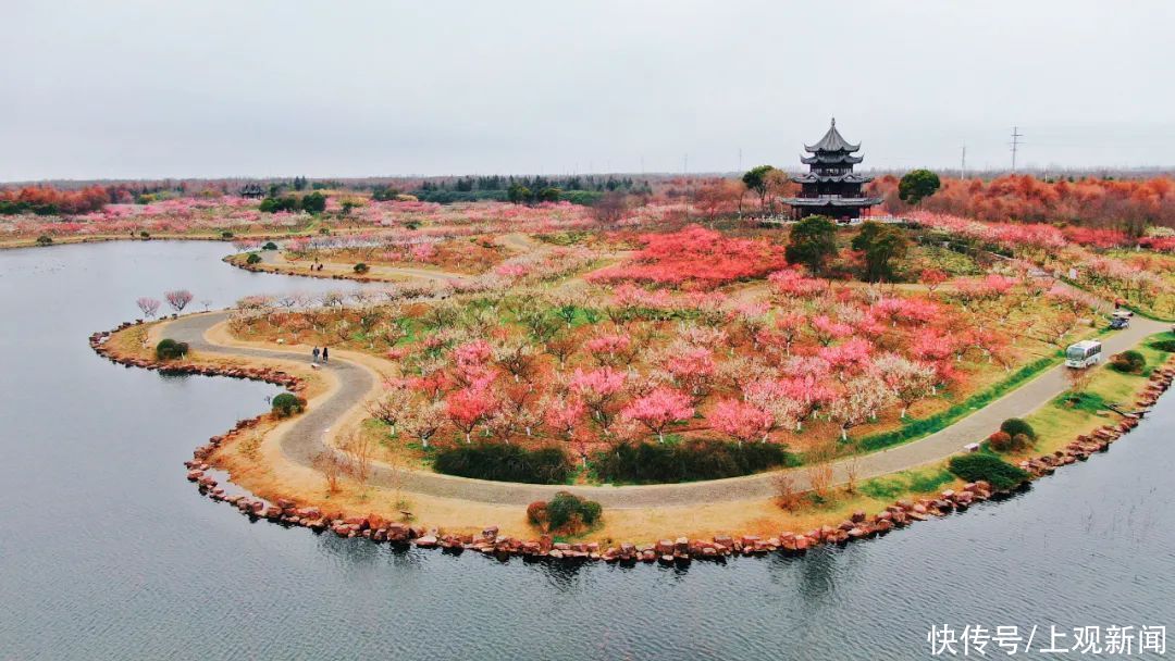 假期余额不足，抓紧去看看4万株梅花争艳的胜景吧