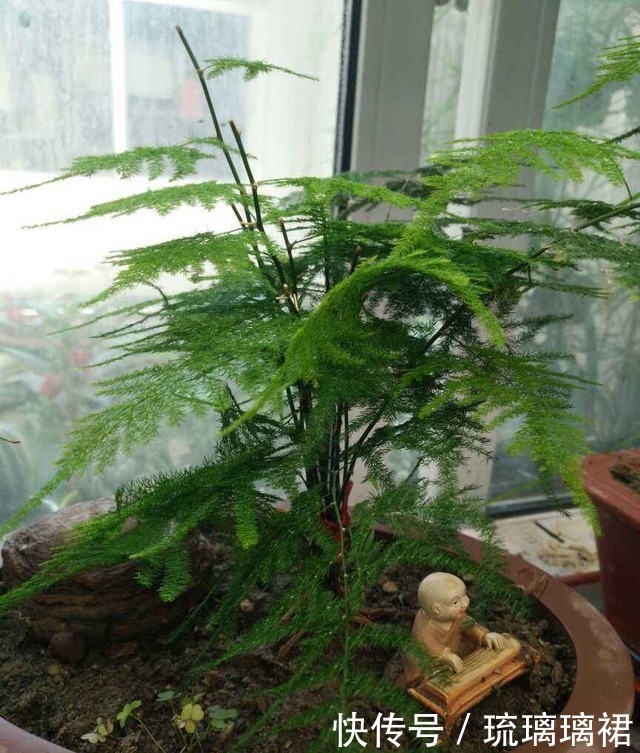 入秋后要及时修剪,不然6种花越长越丑!