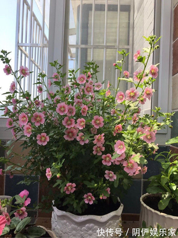 喜欢菊花,就养盆“菊中精品”岸千羽鹤,似仙鹤起舞,优雅妖娆