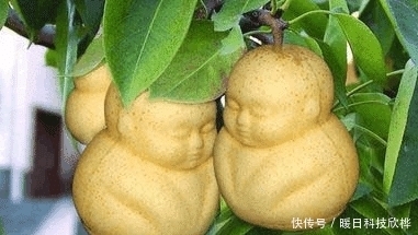 偷吃|先天十大灵根都是什么, 孙悟空偷吃过两种!