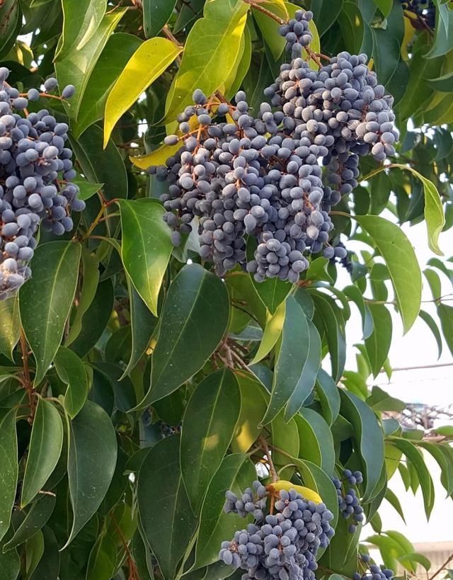 果实|它是养肝明目“特效药”，路边很常见，遇到别错过