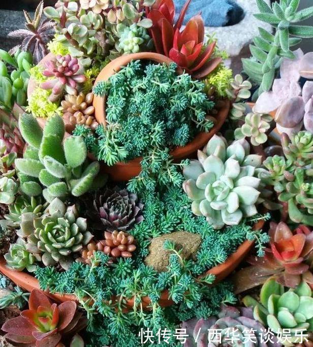 花盆片|养多肉搭配什么样的花盆好？利用''碎花盆''造景，个个与众不同