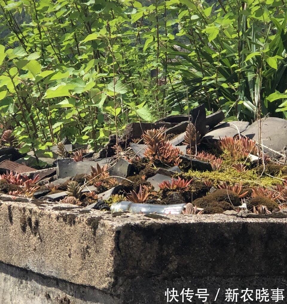 在农村“墙角”长着1堆多肉，冬天冻不死、夏天晒不死，简直开挂