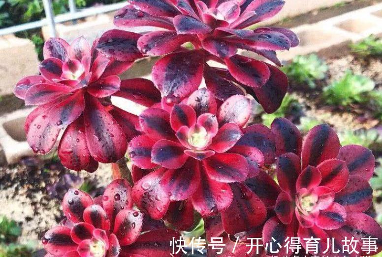 据说今年冬天很冷，大家的多肉准备好越冬了吗？未雨绸缪才安全哦