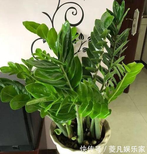 生长期|养金钱树、虎皮兰“抓重点”，每月喂点“出芽肥”，1次冒出5个芽