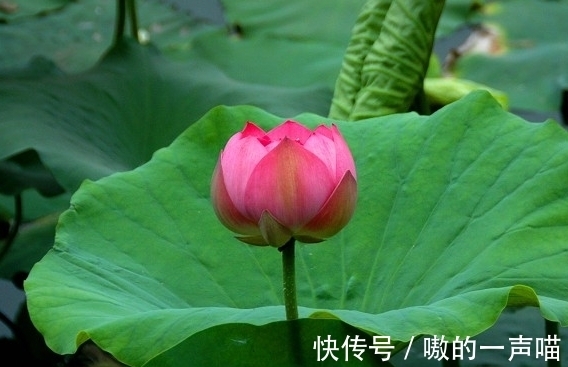 金生水|11月上旬，喜事临门，4属相桃花朵朵，事业进步，生活蒸蒸日上