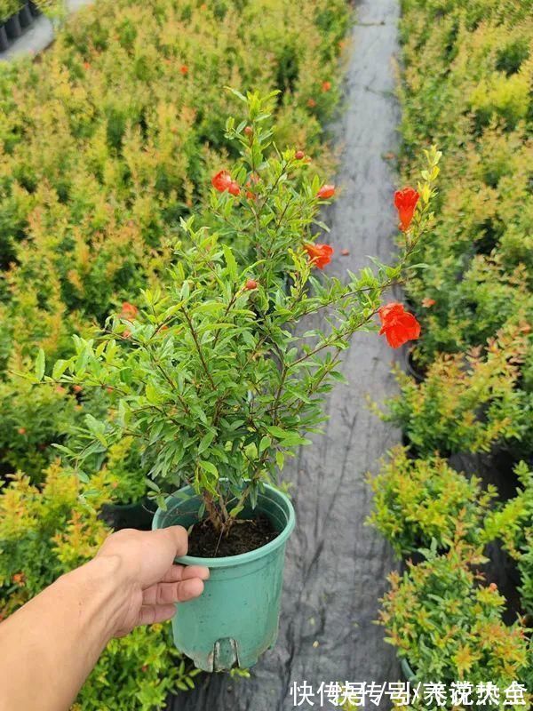 果子|家里养盆“招财花”,一年四季开红花结红果,“招财旺运”又红火