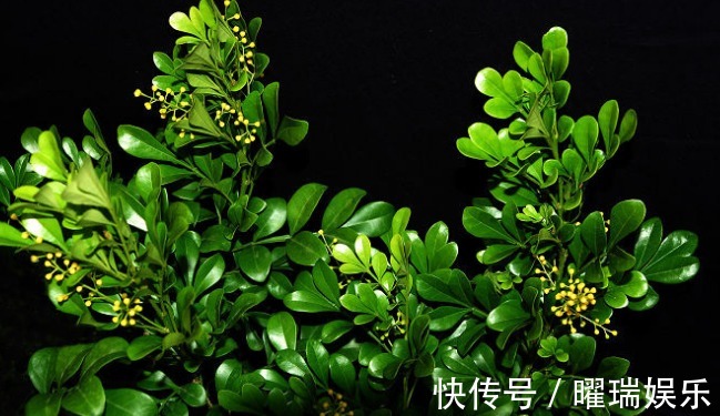 荣耀的象征之花,对于它的养植,你了解多少