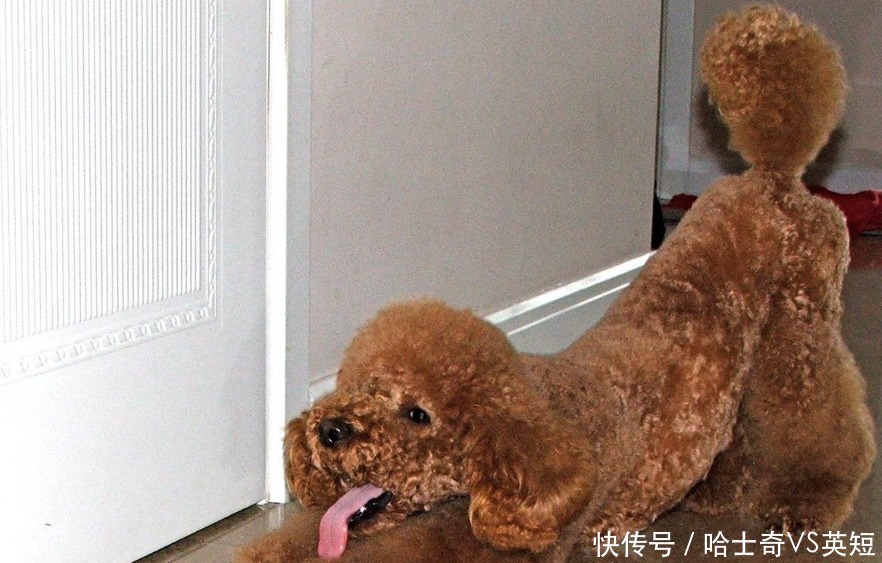 泰迪犬总是伸懒腰,其实它在表达这5个意思
