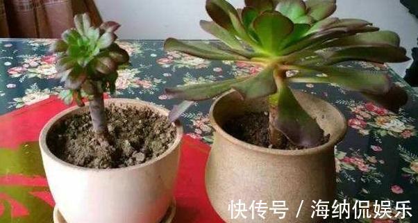 花盆|黑法师直接砍一刀,窜出满盆新芽,花盆容不下,养出大老桩!