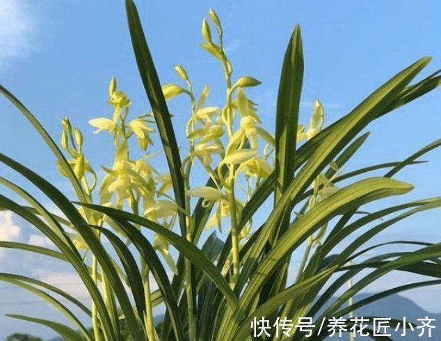 氮肥|秋季兰花养护截然不同，通过3点入手，合理改变才能发新芽长花苞