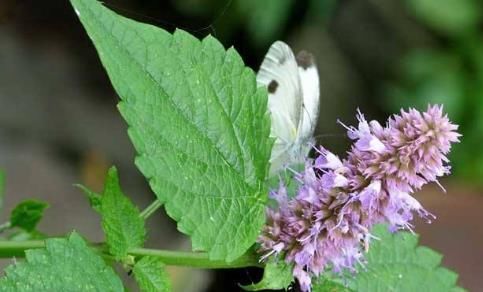 一种比香水还香的野草,含一片叶子能除口臭,还是上等高钙菜!
