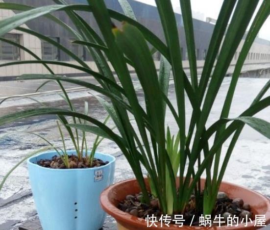 休眠|8种“漂亮花”，就怕暴雨天，淋雨就烂，赶紧搬到屋里去