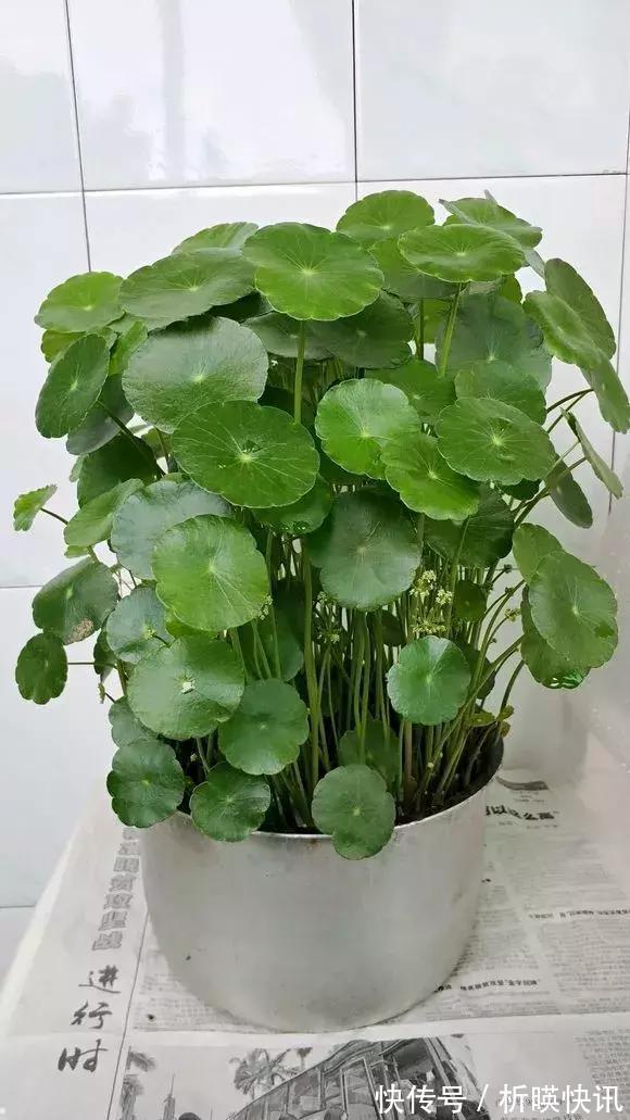 养花别舍不得,就得“割韭菜”,割1茬10天冒新芽,长势旺!