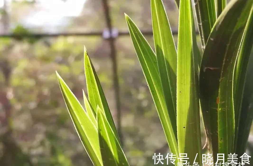 兰花小芽,如何快速养壮呢?兰友:明白了,怪不得养一年也长不大