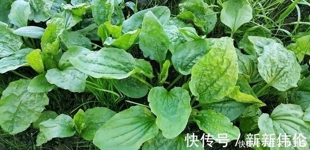 野草|农村常见的一种野草，晒干后泡水喝，清热解毒、降尿酸，你认识吗