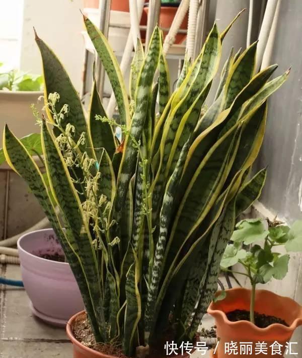 10种花“冷天”长得慢,“穷养”多晒更健壮,不然易烂根,难过冬