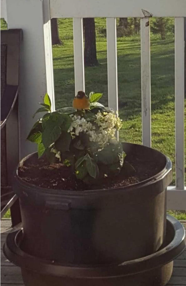 死亡|孩子在母亲腹中死亡,母亲不希望孩子变医疗垃圾,带回家种花盆里