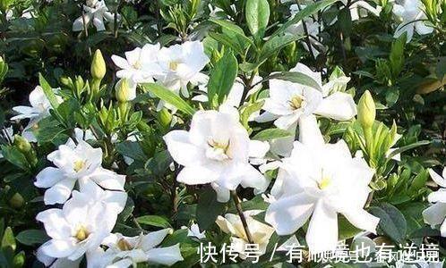 迷人|阳台再小也必须养的4种花,一年开花300天,层层交叠,烂漫迷人眼