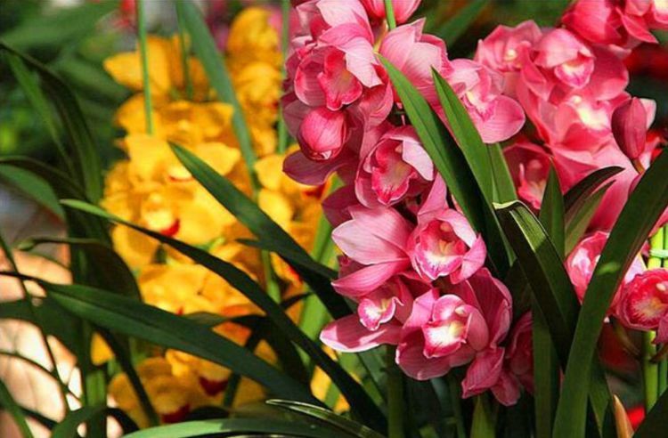 几种花堪称“花草之王”,好养开花量大,漂亮上档次,越养越值钱