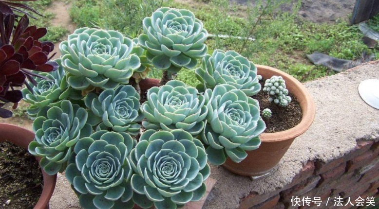 花友们|为什么有人养花能事半功倍？诀窍就是多实践这3点