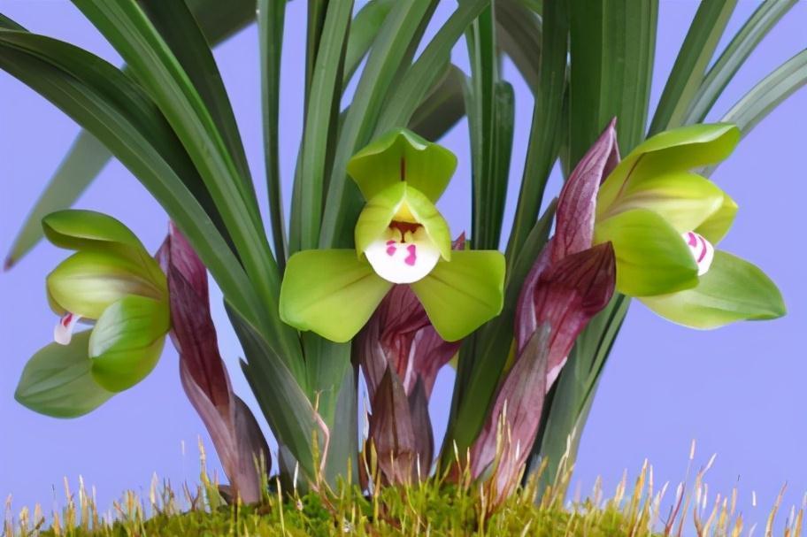 古代人|现在兰花几十块一株,为啥之前兰花四五十万一株,甚至有的上千万