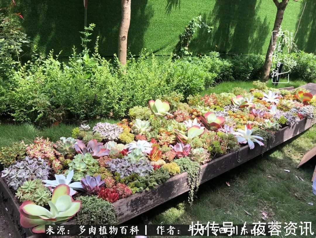 夏天|夏天日晒雨淋,秋老虎来势汹汹,你的多肉准备好逆袭了吗