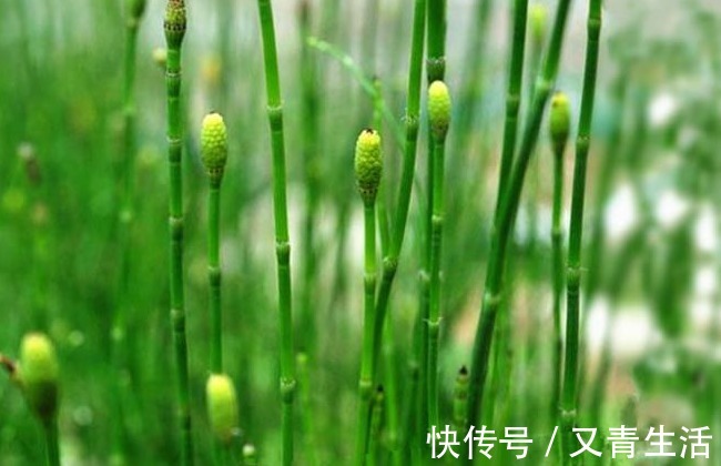 野草|农村一种野草,被称为“节节木贼”,价值珍贵,若是遇见,请珍惜