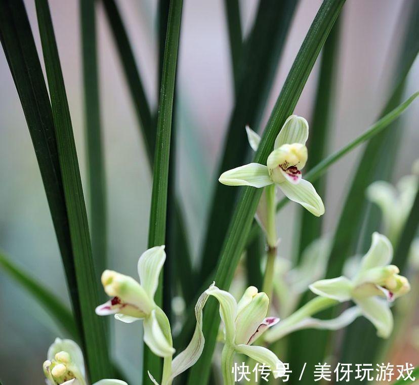 花不香没有灵魂,盘点芬芳的几种花,你种过吗