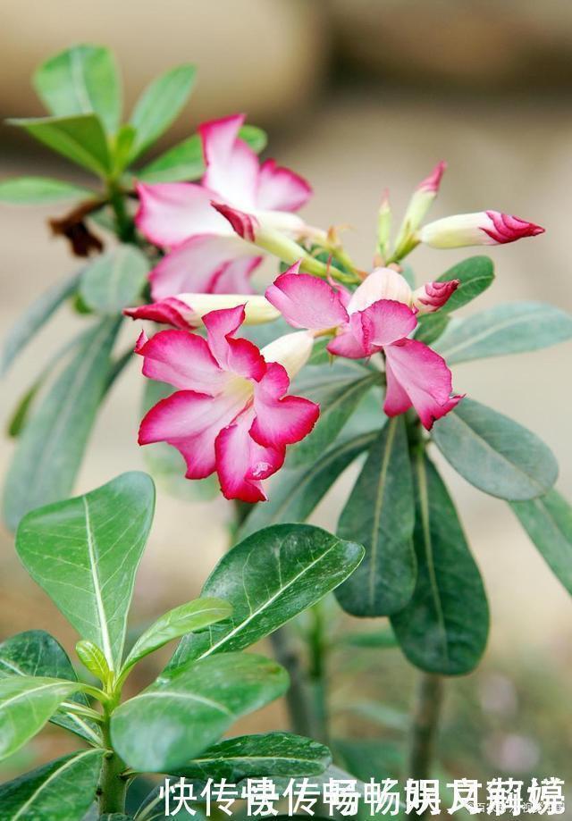 这些多肉很好养,容易养成“树”,还特别容易爆侧芽