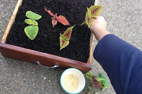  繁殖|买个保鲜盒扦插繁殖盆栽植物，成功率可以提高几倍