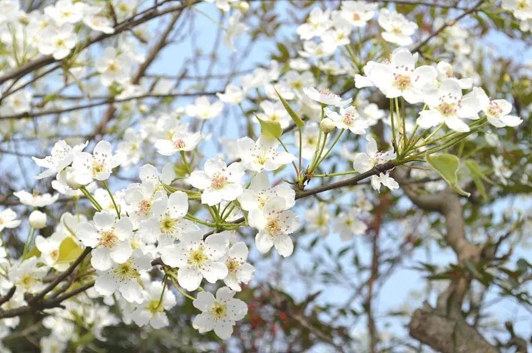 老年|成都超美梨花花海，在这里！