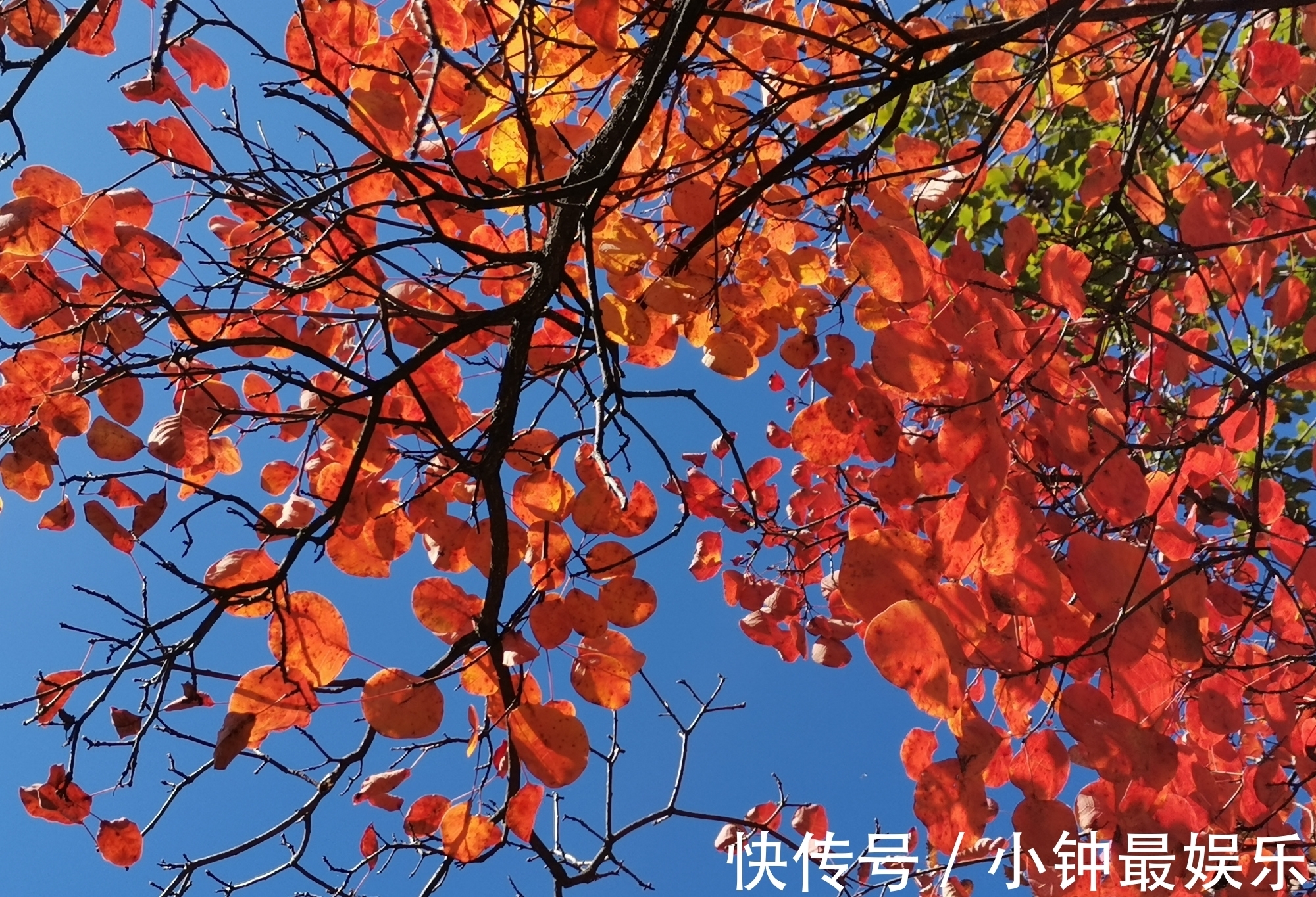 刘禹锡|西安秋色｜太平峪圭峰山红叶