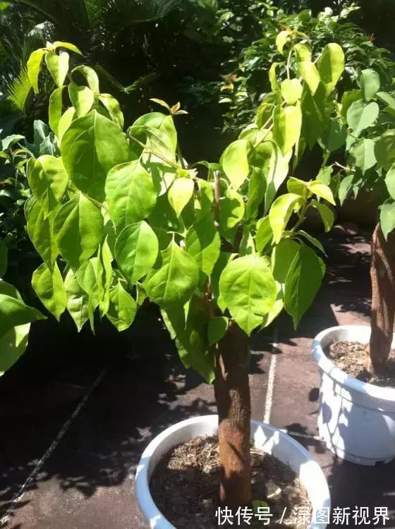 花卉|三角梅买回家以后，简单3步操作，30天花朵爆盆，小白都能养好