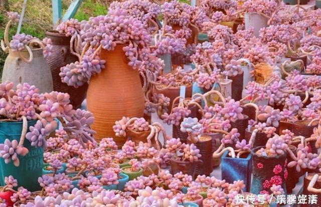 多肉|最萌不过粉色,这10款粉色系多肉,各有各的美,哪种能“粉”到你