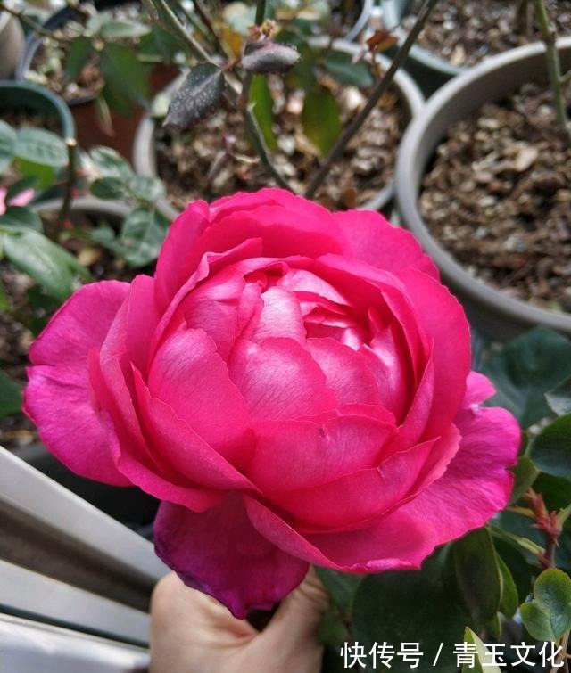 月季花|喜欢养菊花,就养盆“名贵菊花”,花开“紫凤牡丹”,如凤凰飞舞