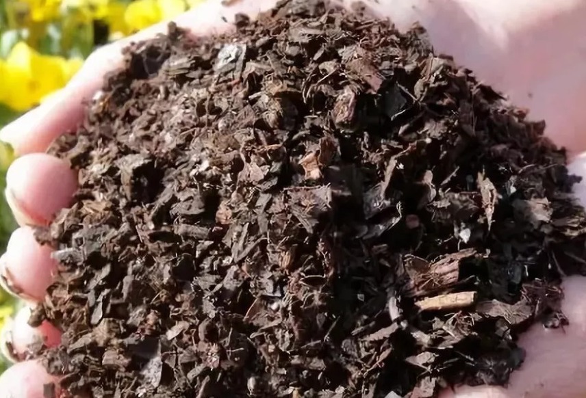 在城里养花,盆栽旧土不丢,这么一处理,比刚买的新土都好使