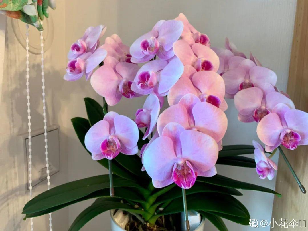 再穷也要养长寿花,寓意好、开花美,养人又养家!