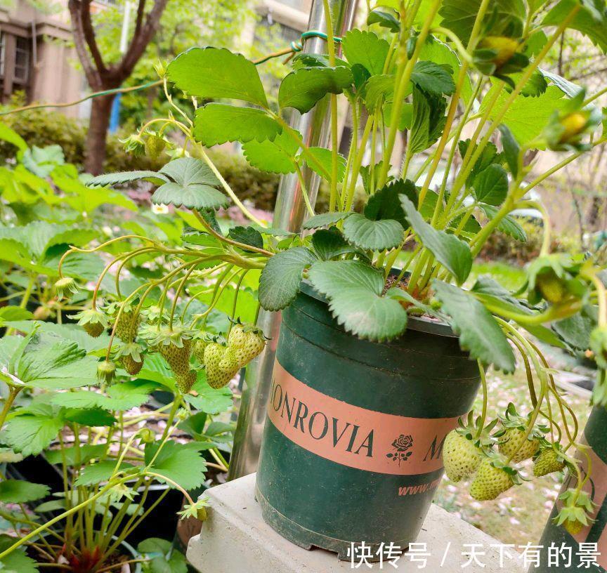 草莓|阳台如何种草莓,记住3点就好了,果多又甜,能结好几茬