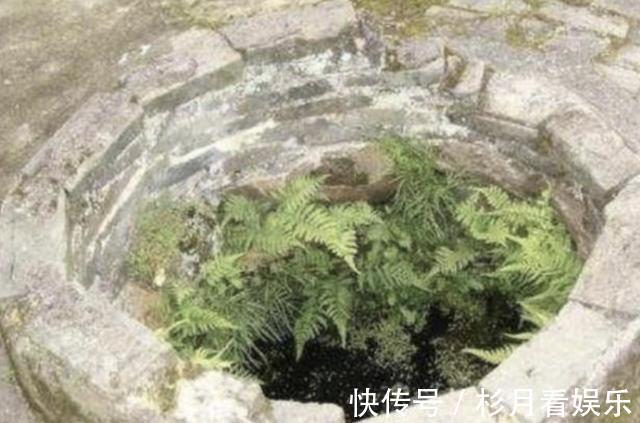 植株|它在井边生长,拔1棵长1棵,繁殖速度快,人称“井边草”,珍贵!